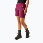 Pantaloncini da trekking da donna REGATTA Mountain II beaujolais