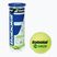 Palline da tennis Babolat verdi 3 pz. giallo