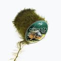 Katran Mimicker Amo da carpa intrecciato Link verde