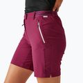 Pantaloncini da trekking da donna REGATTA Mountain II beaujolais 4
