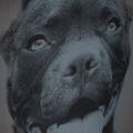 Zaino Pitbull West Coast da uomo Pitbull Ir 28 l nero/grigio 12