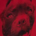Zaino Pitbull West Coast da uomo Pitbull Ir 28 l nero/rosso 13