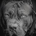 Felpa da uomo Pitbull West Coast Born In 1989, nero, girocollo 6
