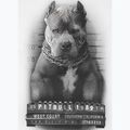 Maglietta Pitbull West Coast Mugshot 2 bianca da uomo 8