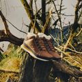 Scarpe da uomo New Balance 754 Classic brown 12