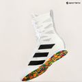 adidas Box Hog 4 nuvola bianca / nucleo nero / nuvola bianca scarpe da boxe 10