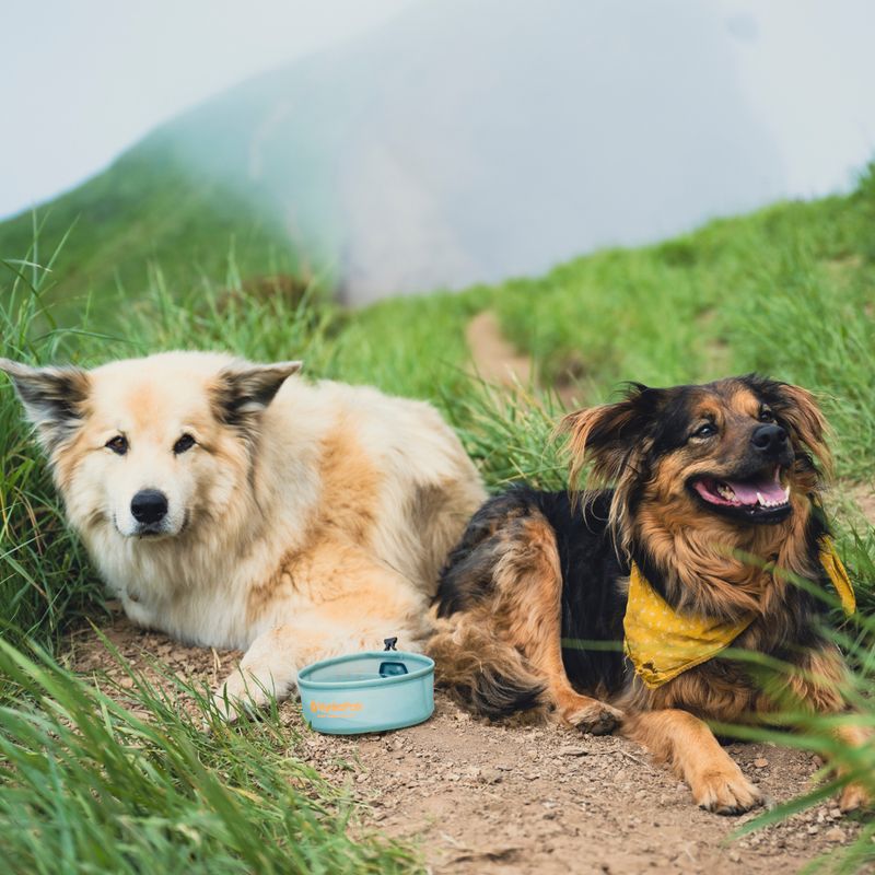 Ciotola per cane HydraPak Rover sutro green 7