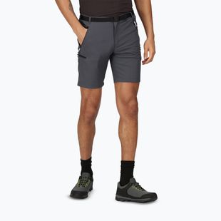 Pantaloncini da trekking da uomo Regatta Xert Stretch III seal grey